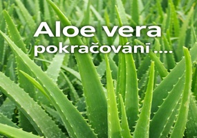 Aloe vera pokračování…