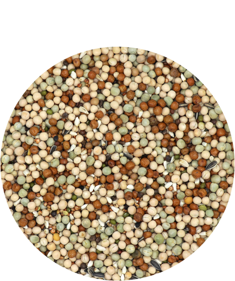 Versele-Laga Gra-Mix Pigeons Basic  5 kg standardní směs