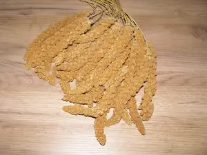 LECODE H.K. INTLĹ Senegalské proso klasy červené 500 g