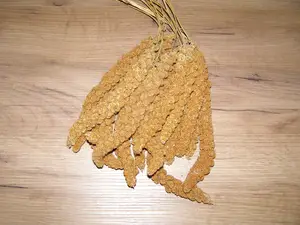 LECODE H.K. INTLĹ Senegalské proso klasy červené  250 g
