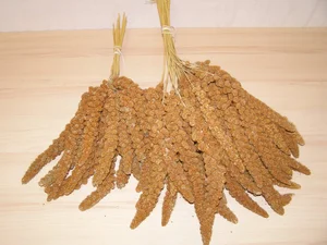LECODE H.K. INTLĹ Senegalské proso klasy červené  1 kg