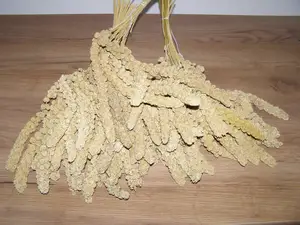 LECODE H.K. INTLĹ  Senegalské proso klasy žluté 5 kg