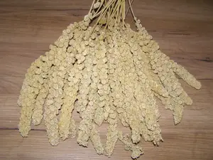 LECODE H.K. INTLĹ  Senegalské proso klasy žluté 500 g