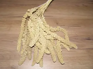 LECODE H.K. INTLĹ  Senegalské proso klasy žluté 250 g
