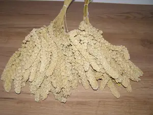 LECODE H.K. INTLĹ  Senegalské proso klasy žluté 2 kg