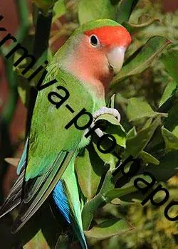 JK hnízdící budka LUX č.2 z překližky pro andulky a malé papoušky 22 x 13,5 x 14 cm